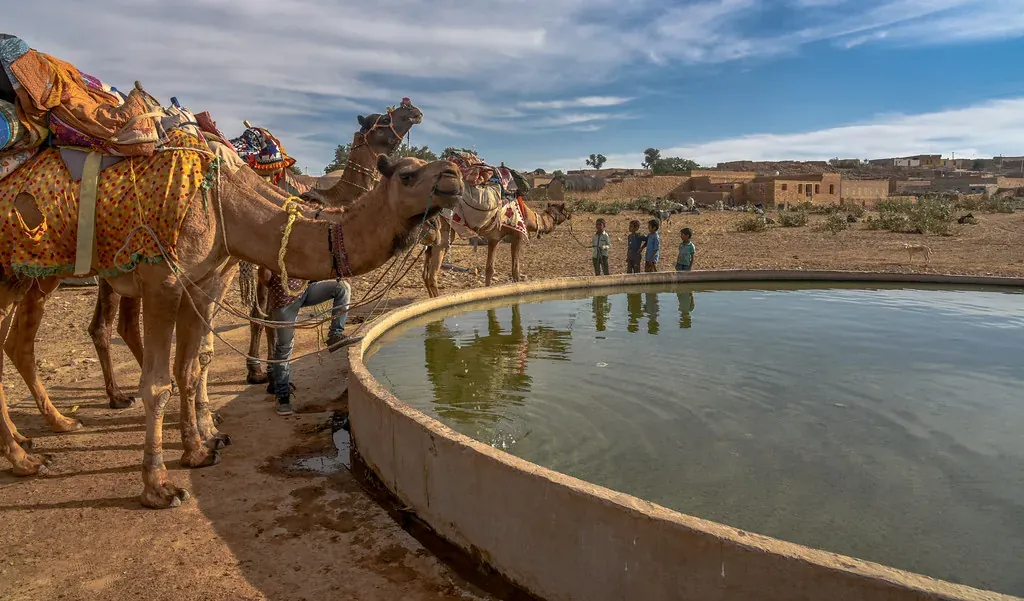 Caravana de camellos en el desierto de Rajastán